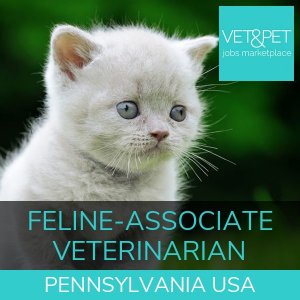 Feline Associate Veterinarian