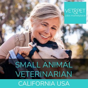Small Animal Veterinarian