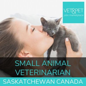 Small Animal Veterinarian