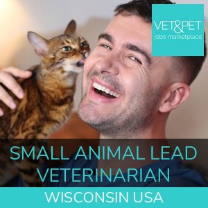 Small Animal Lead Veterinarian