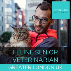 Feline Senior Veterinarian