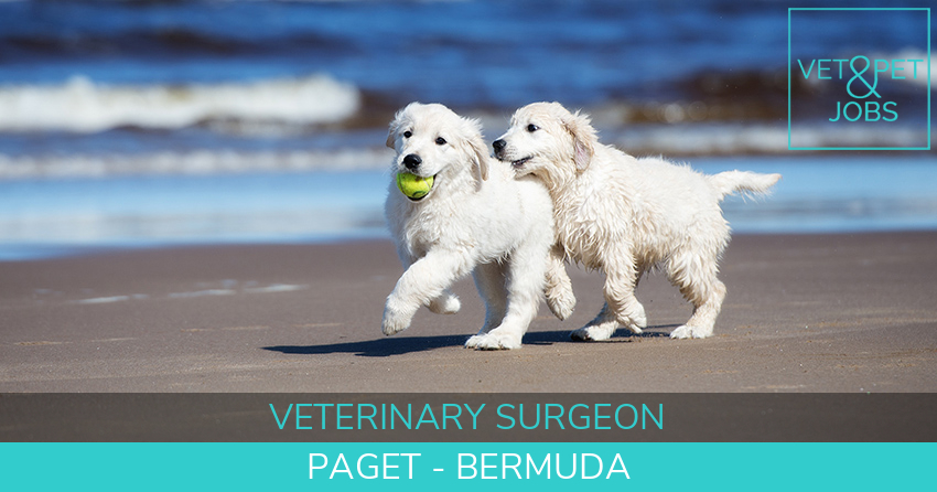 Vet Jobs Bermuda - Island Escape - Veterinary Surgeon DVM ...