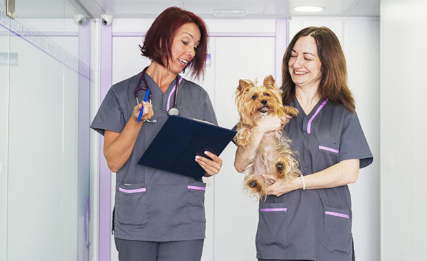 Veterinary Jobs - Veterinarian Jobs - Veterinary Technician Jobs - Vet Jobs